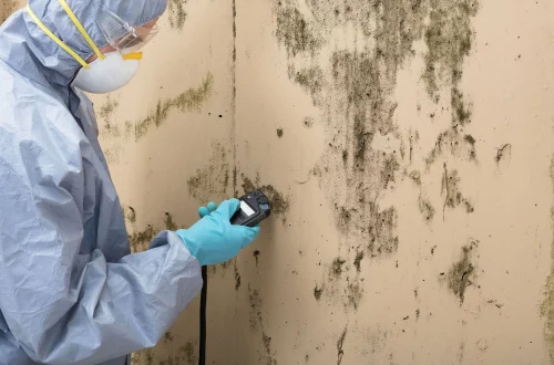 mold testing near me