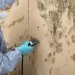 mold testing near me